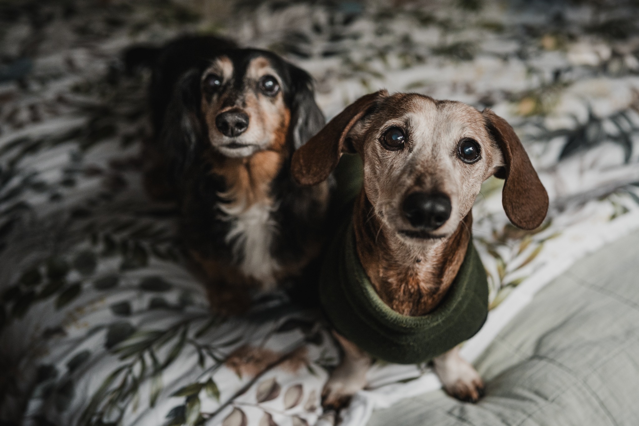 Pretzel and Arnold relaxing together