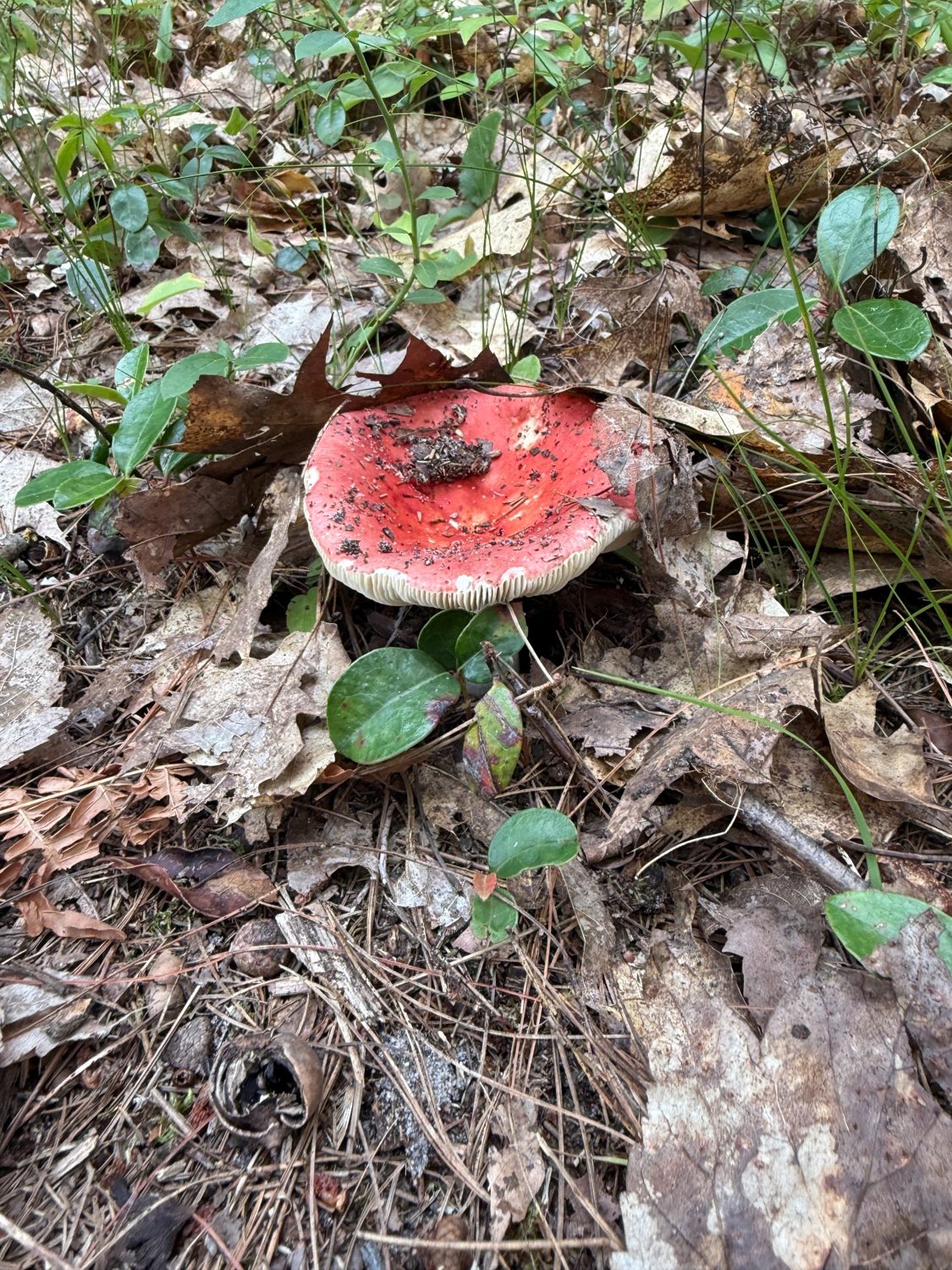 Mindful Nature Walks — photo 3